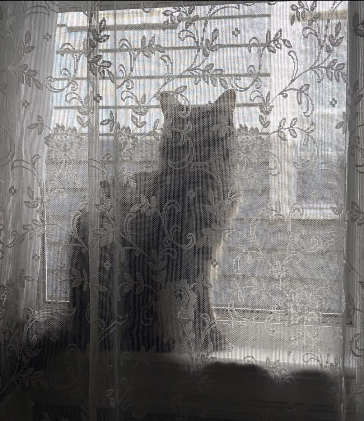 @๐ชฝ๐๐๐๐๐บ ๐๐หโ