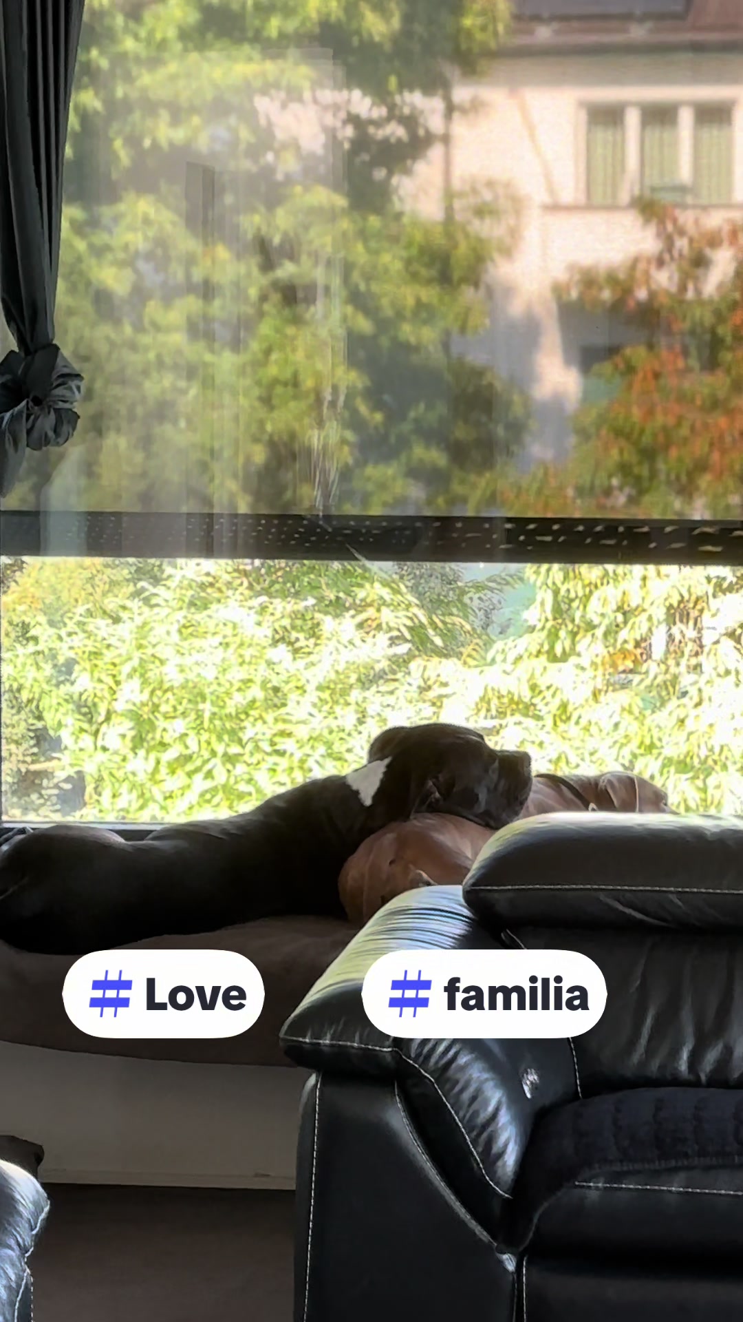 @Amstaff Tyson & Tayna &hearts;️