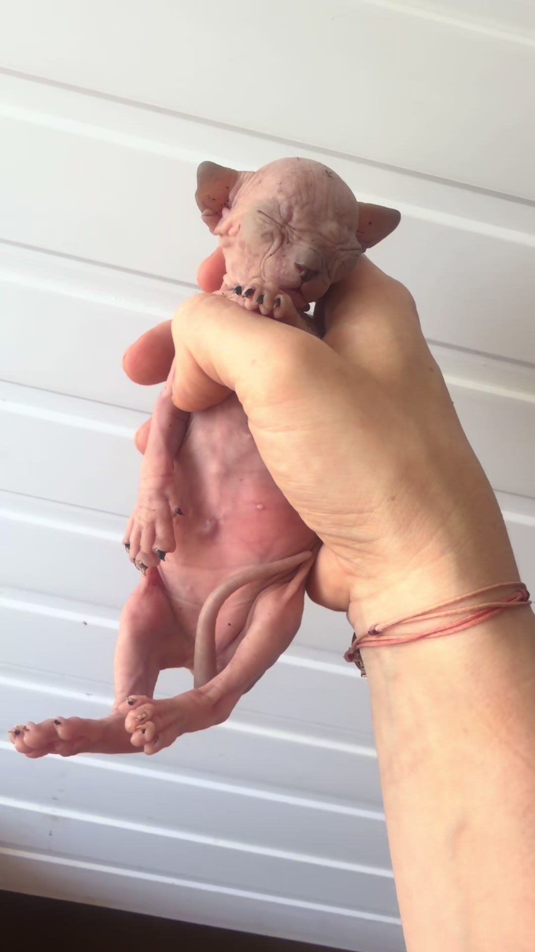 @Diana Ciortan Sphynx Romania