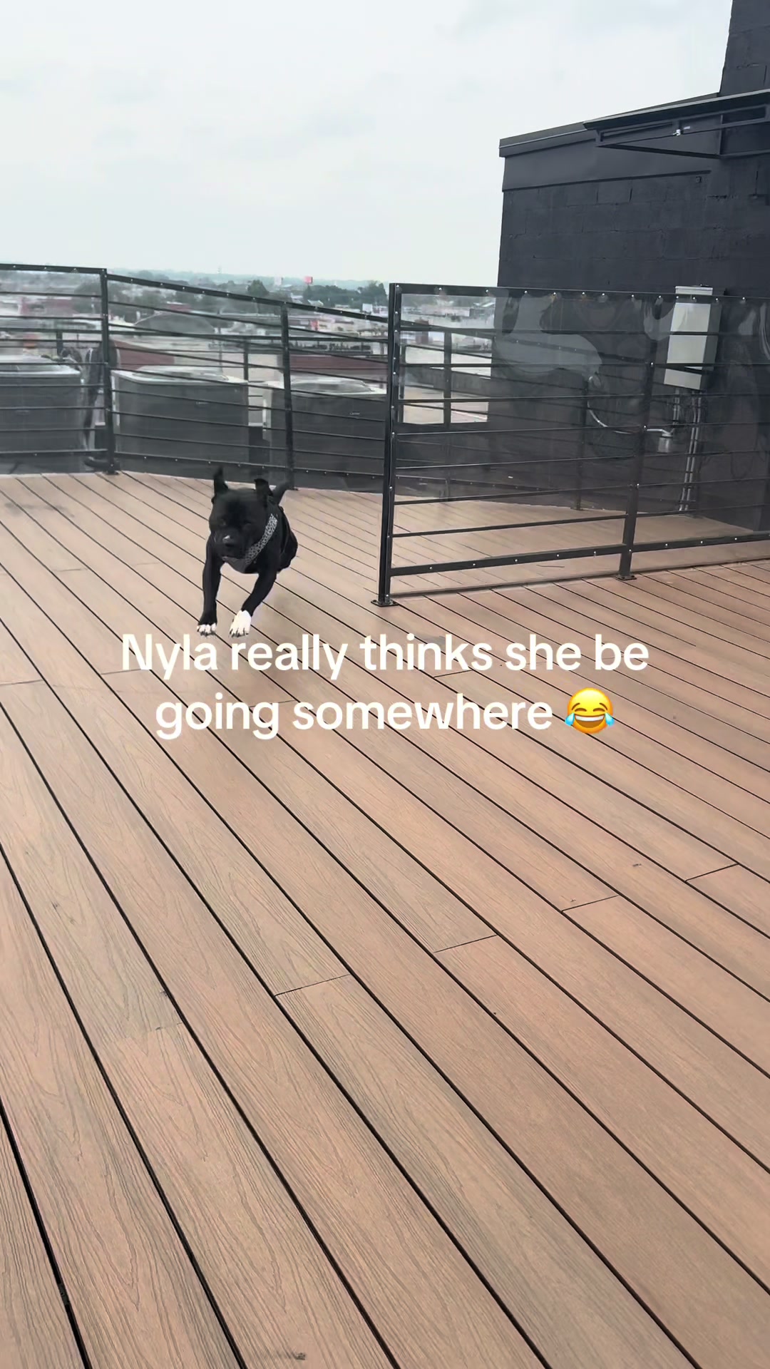 @Nyla.da.Staffy