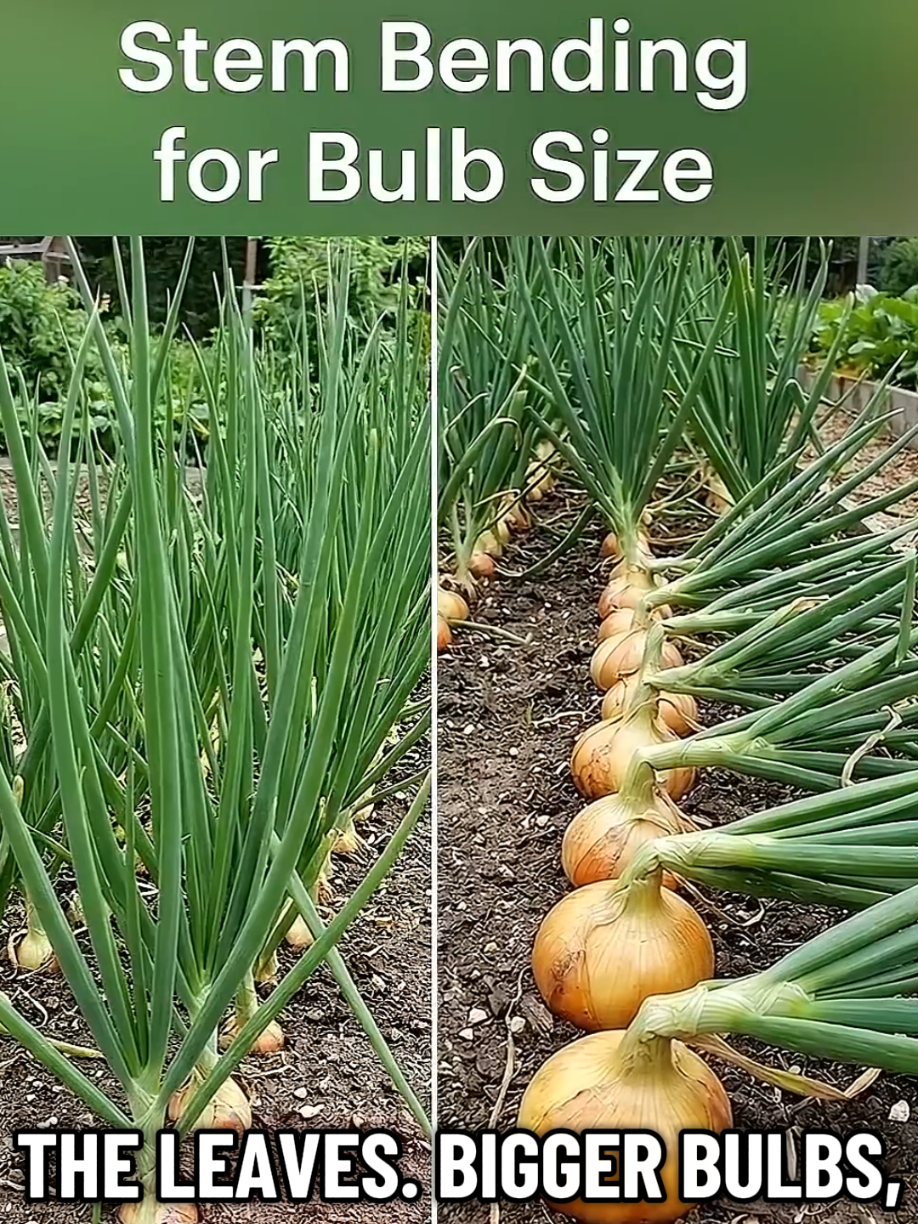 @PlantsLife