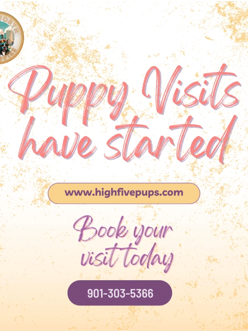 @Fort Worth Pit Puppies