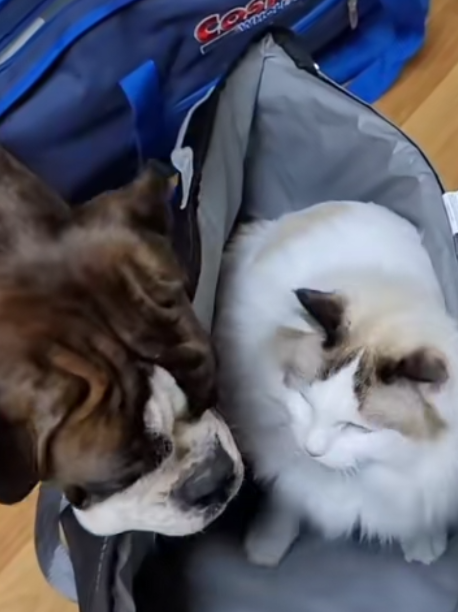 @BoxersLily&Elvis