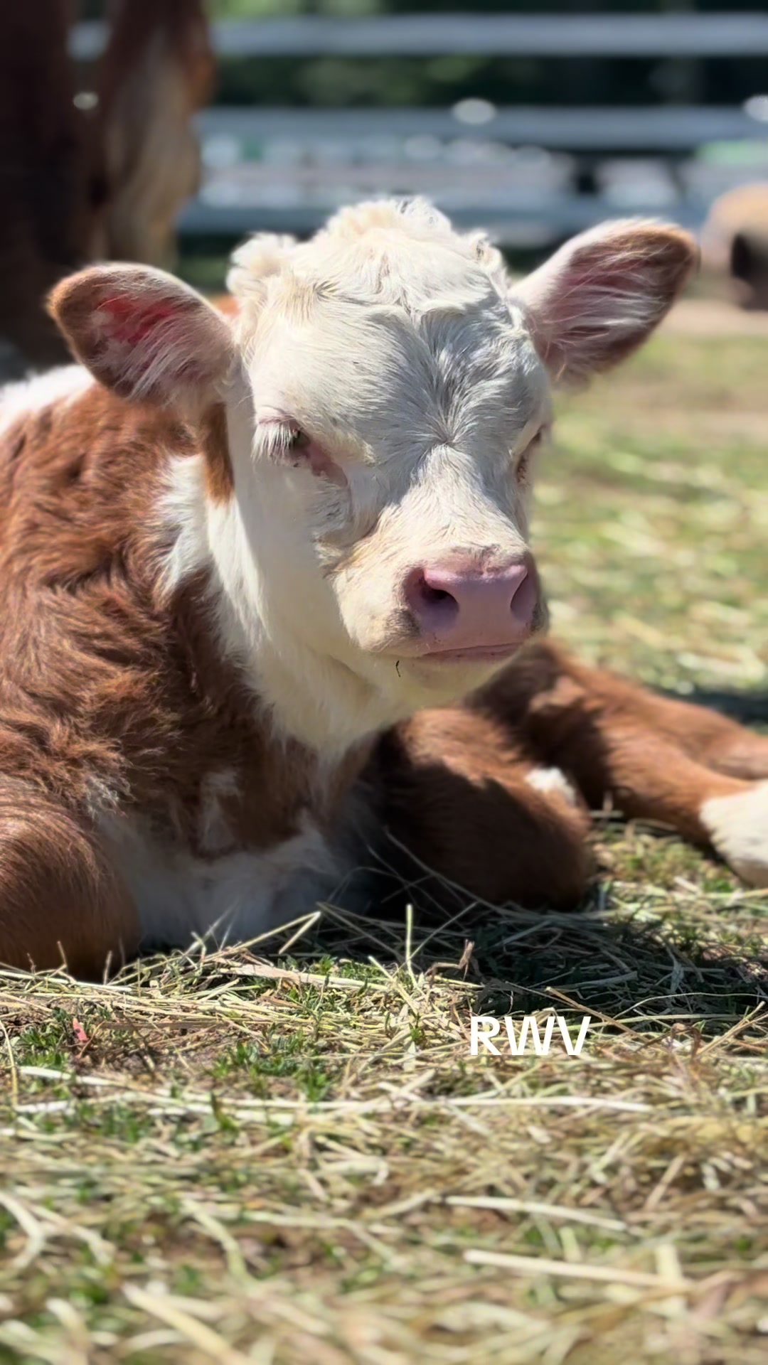 @RWV Land & Livestock