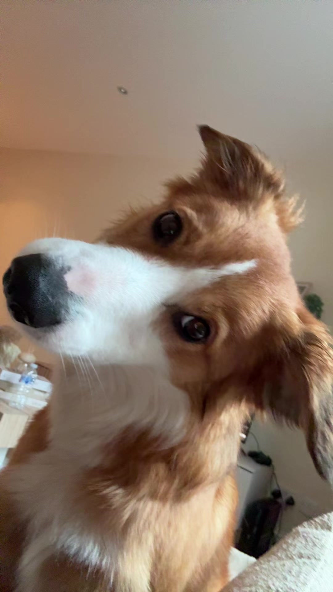 @Kam & Loki 🧡