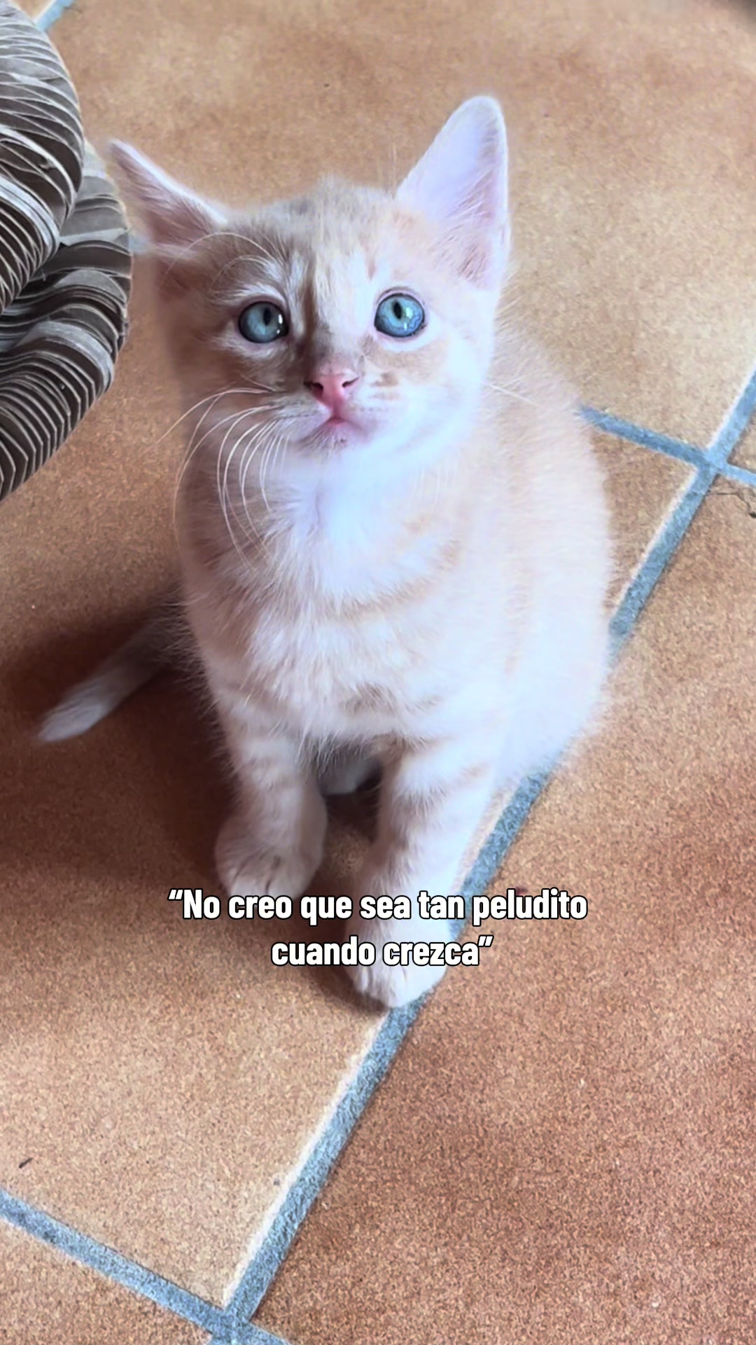 @- Alejandra 🐱💕