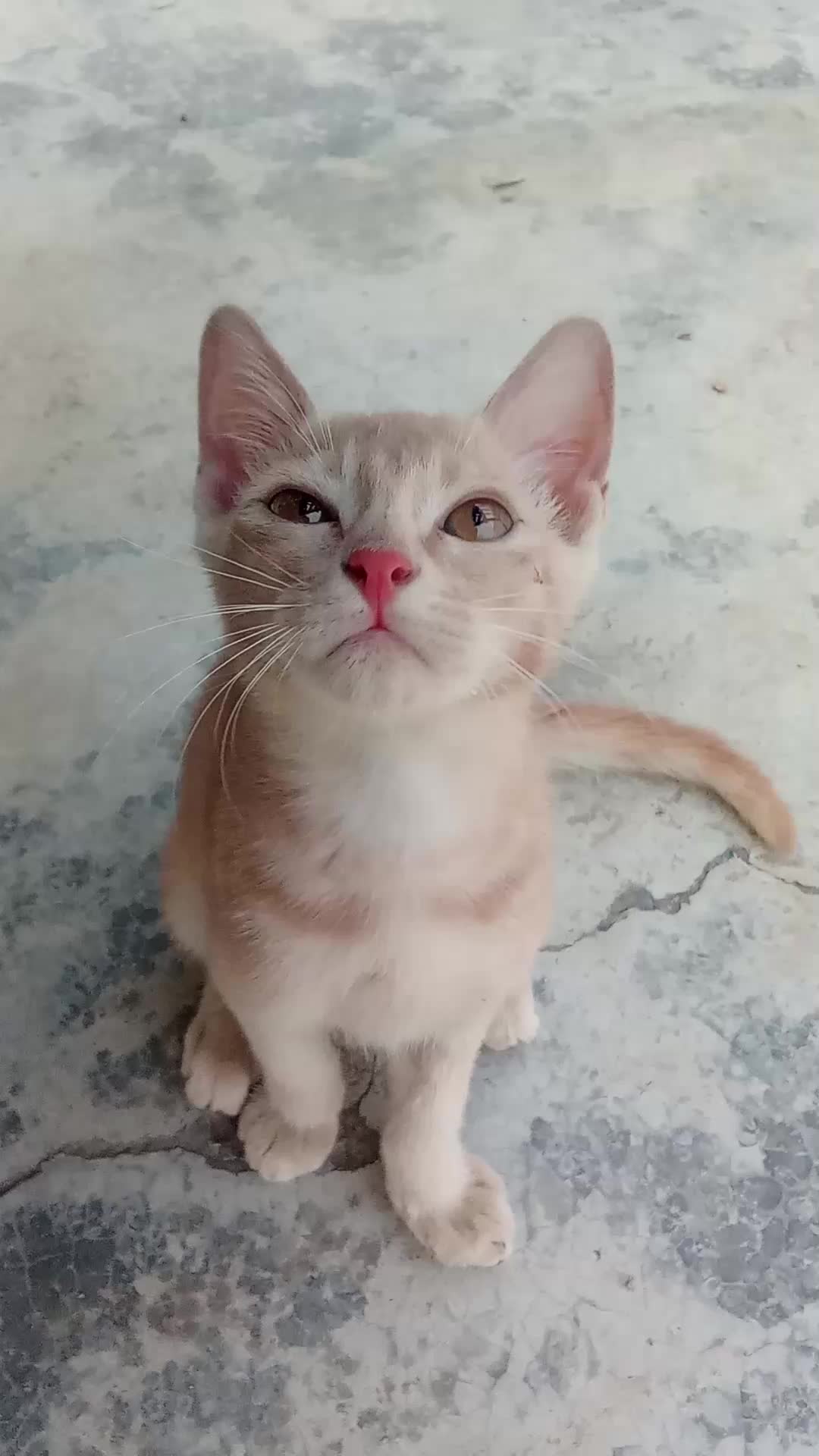 @cutecatlover8172