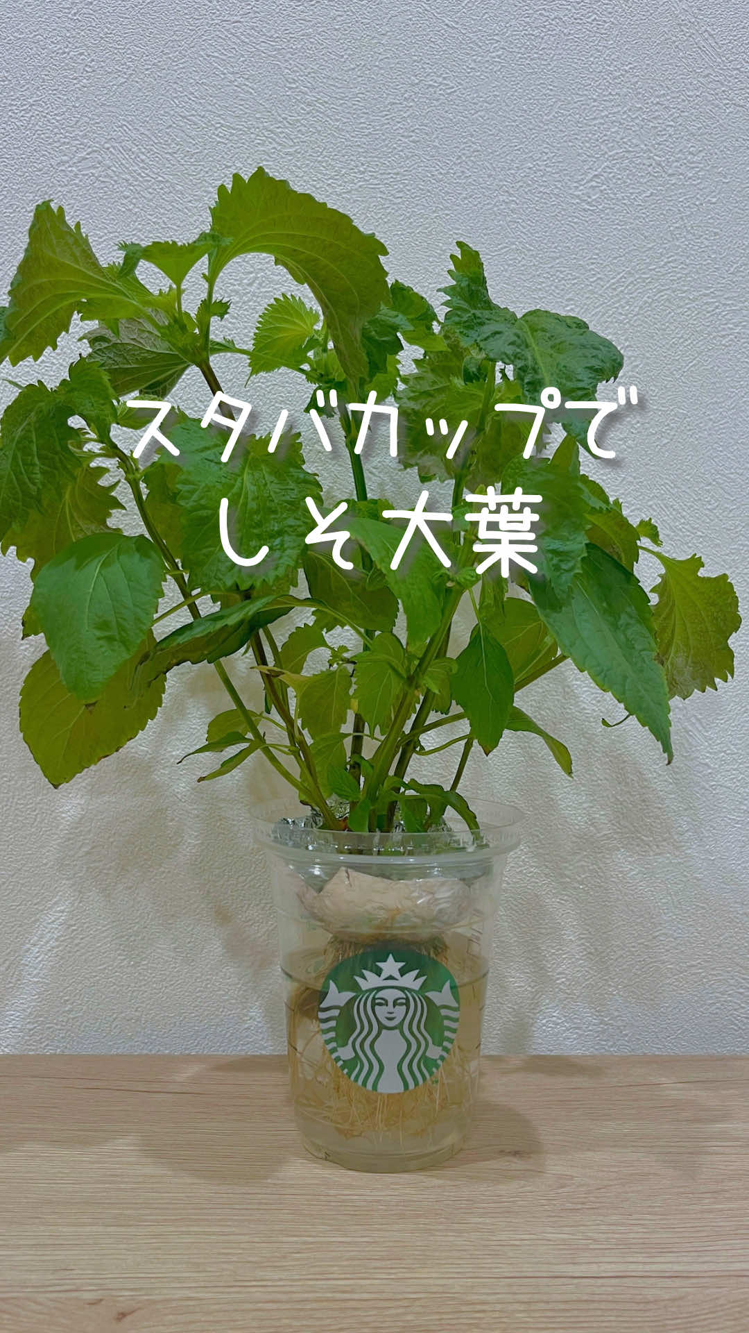 @はる|年間100種類の野菜を育てる3児のママ🍅