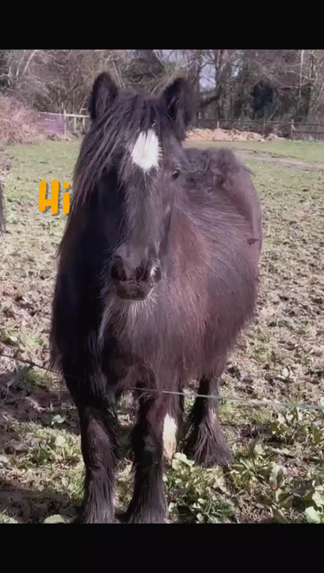 @Alfiepony