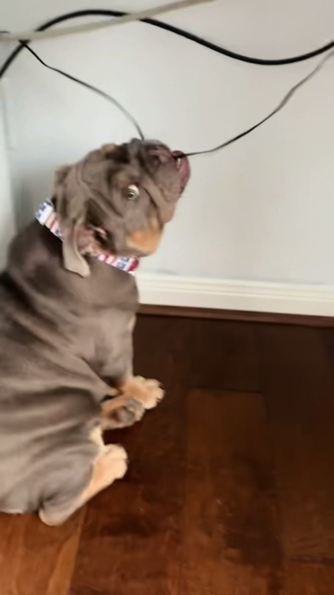 @RawlsTheBulldog