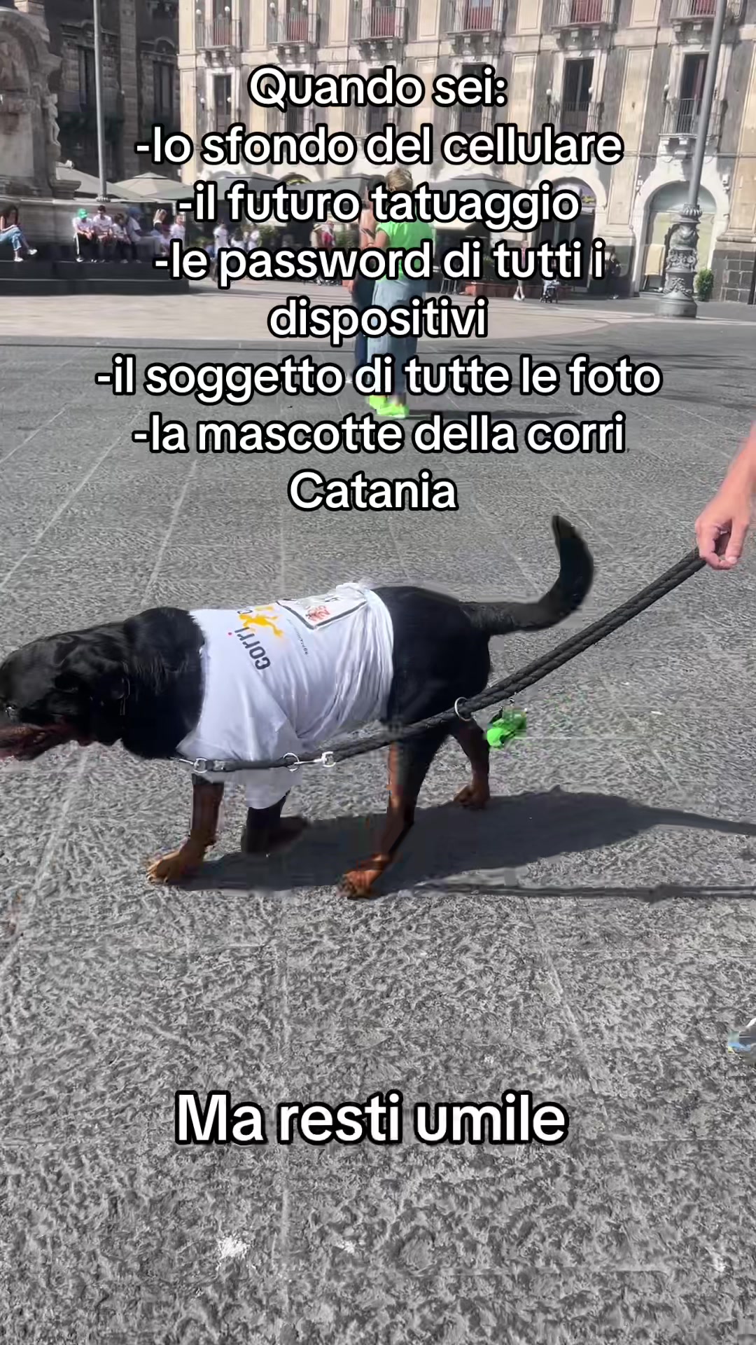 @Tutti pazzi per Ciro il rott