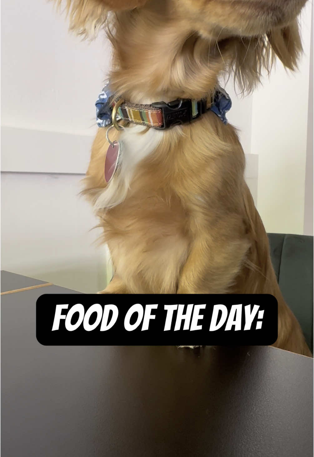@Chef Linguini 🐶👨🏻&zwj;🍳