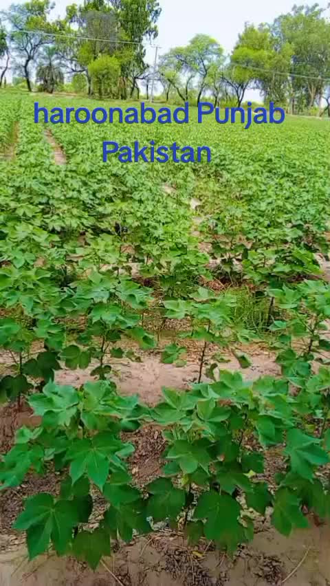 @ARAIN SHEHZADA 440