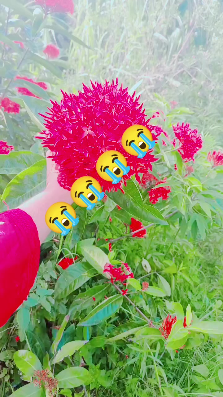 @তাসমিন  নাহা