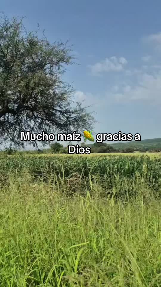 @antonysaavedra55
