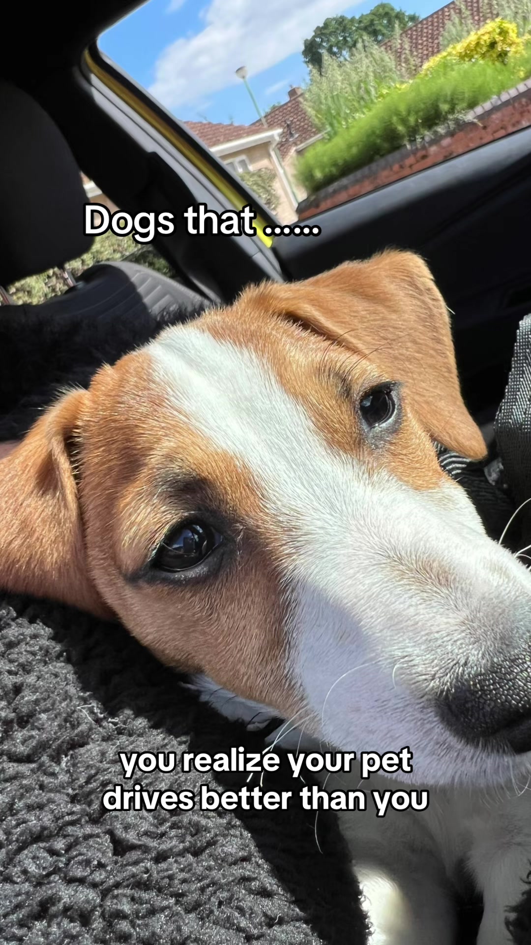 @Wilfroed 🐶