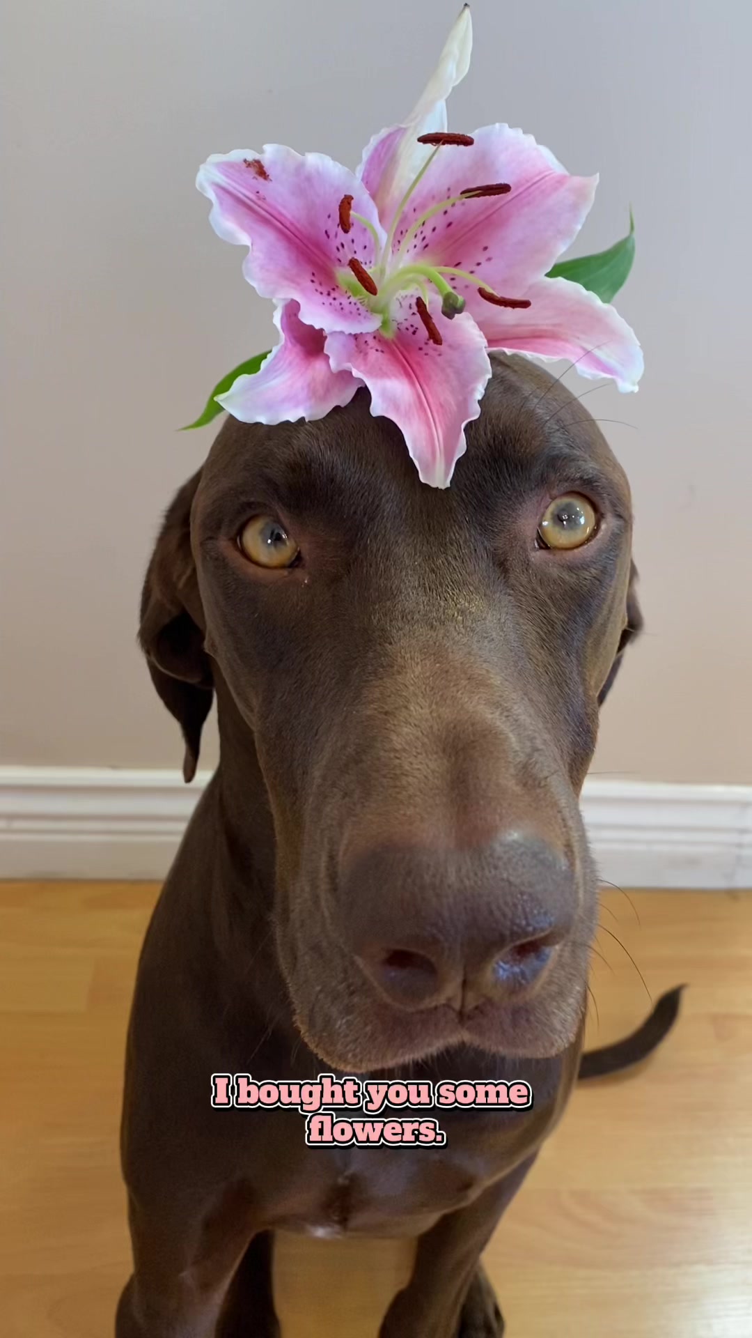 @Rocky_and_mom 🐾❤️🐶