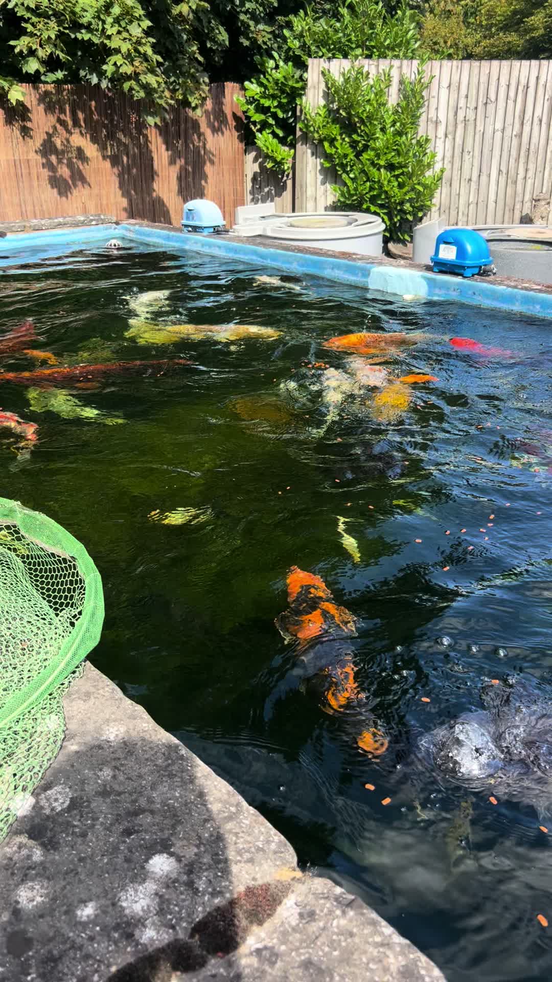 @Kev’s Koi
