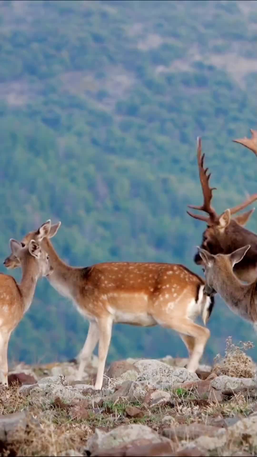 @Wildlife Animal