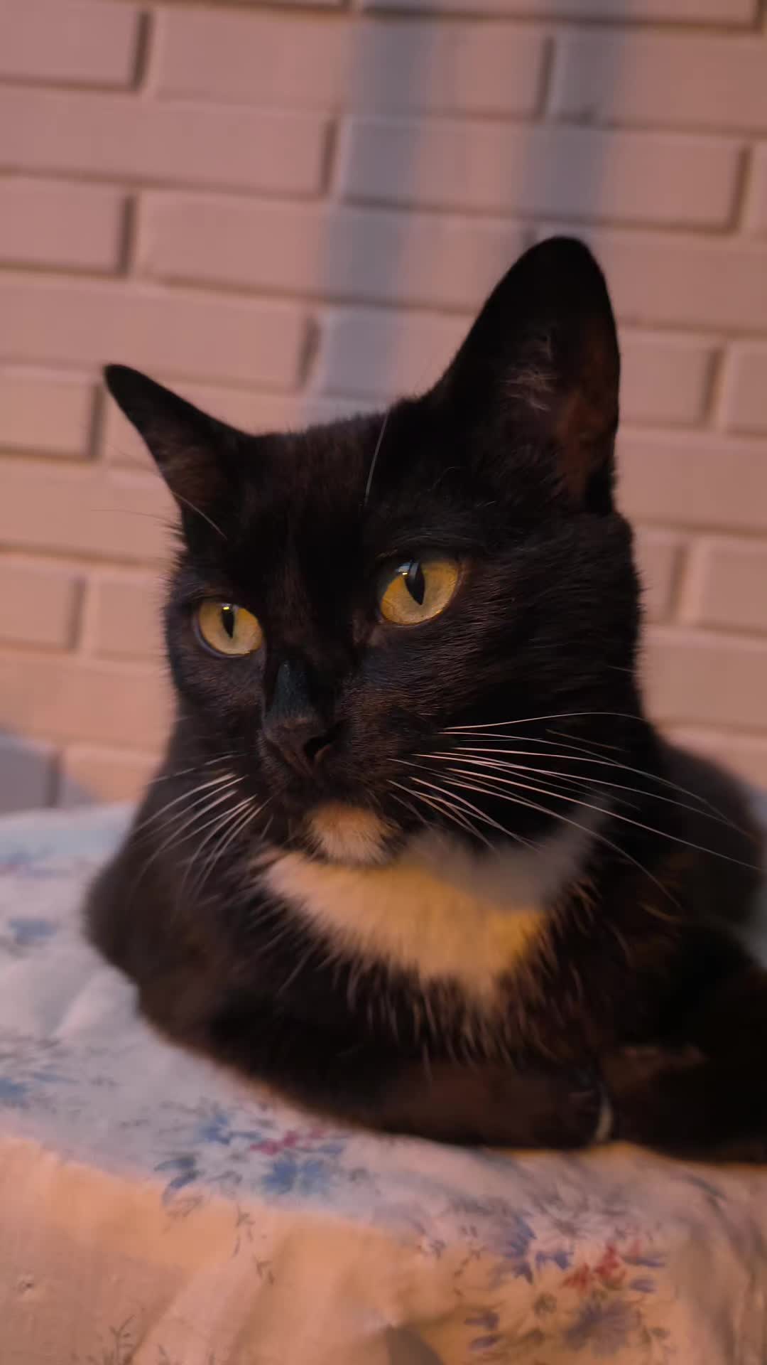 @La loca de los gatos