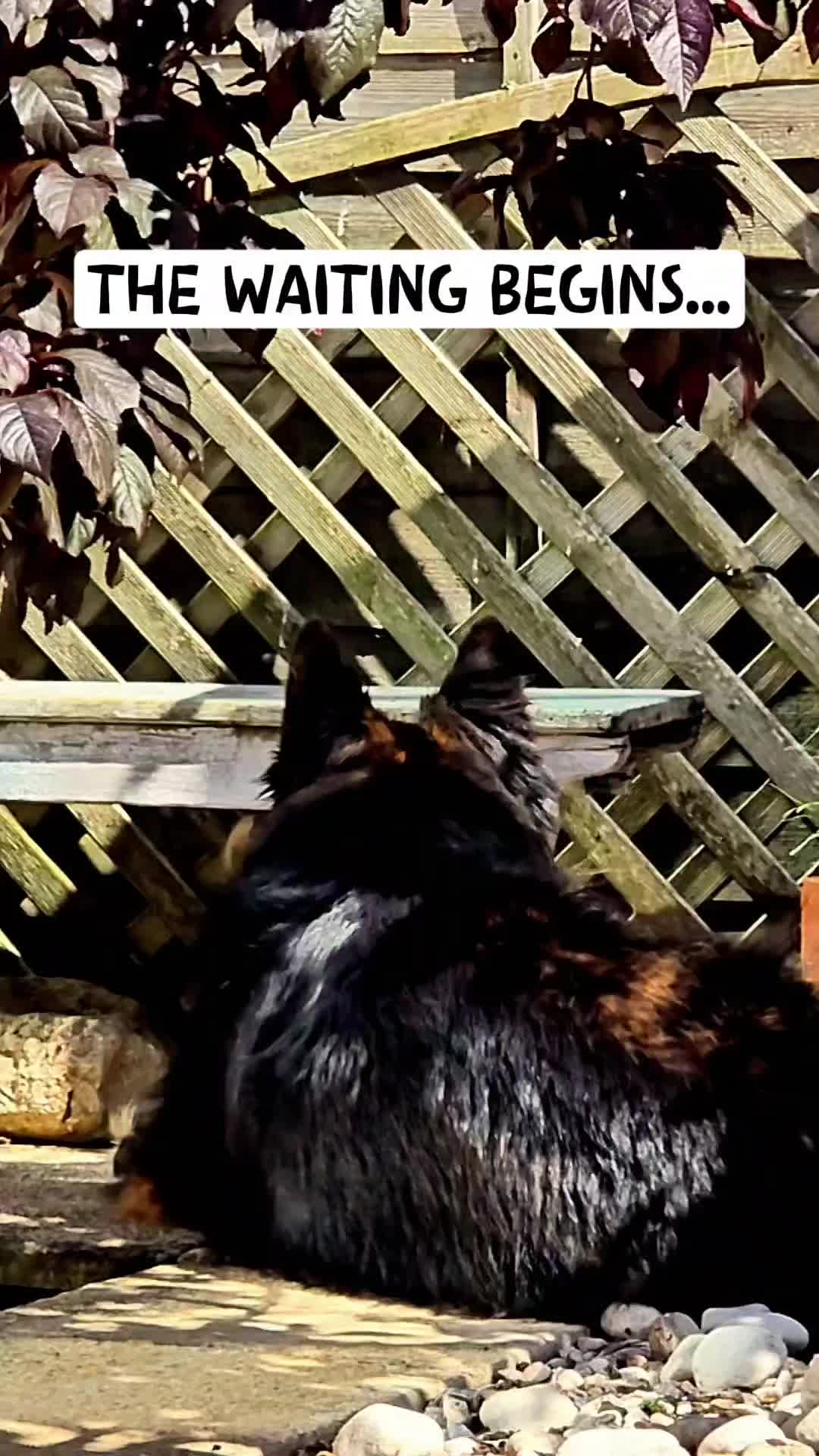 @Baloo_boy_gsd