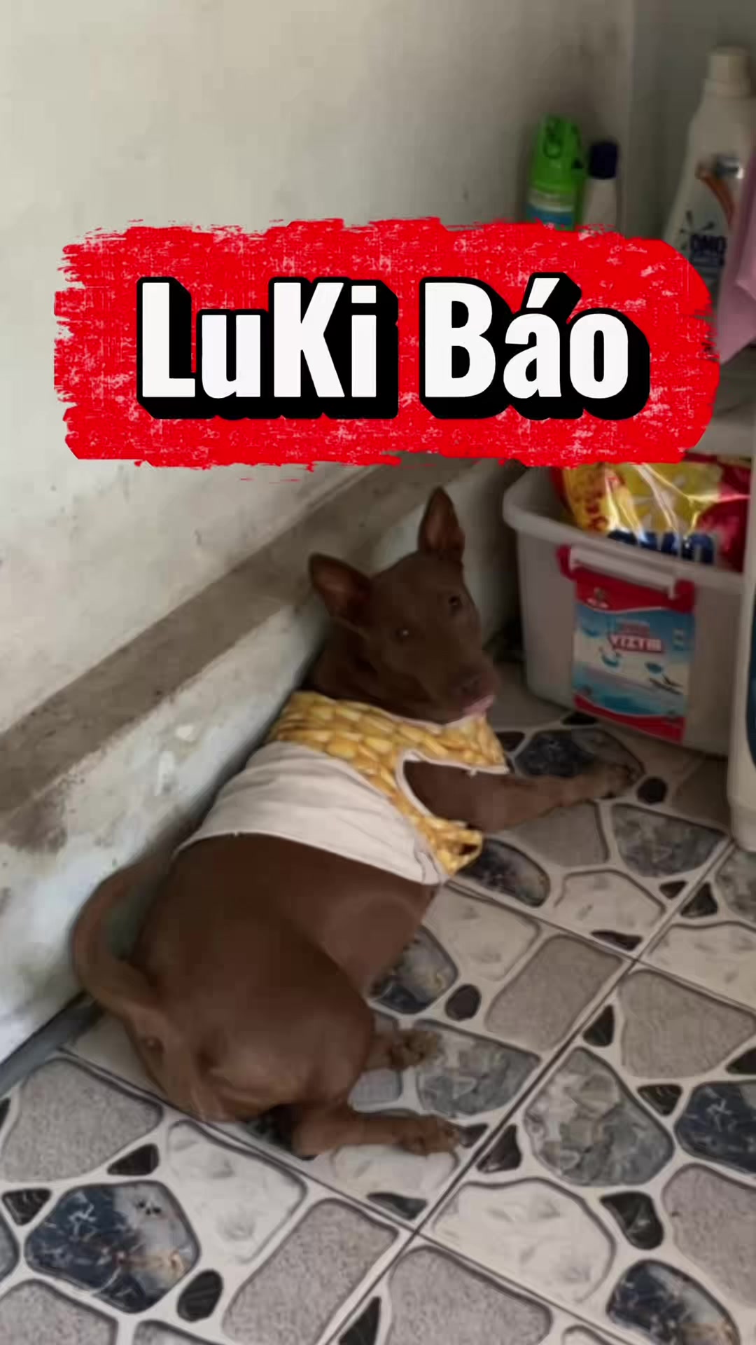 @Tâm Chó Cỏ 🦮