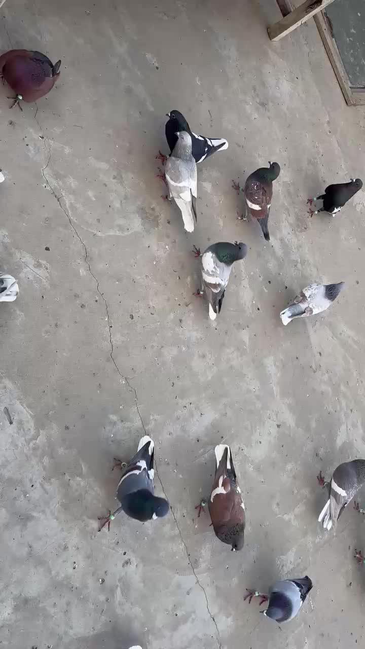 @J@&pound;!R S@H00 111🦅
