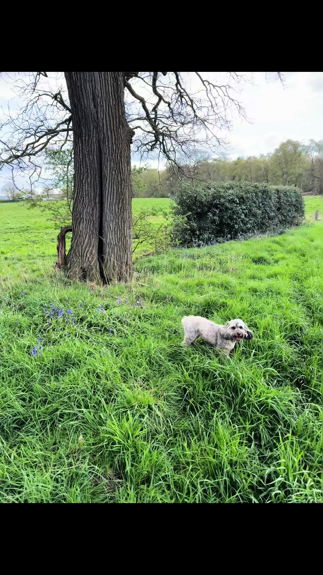 @Emma&rsquo;s Dog Walking