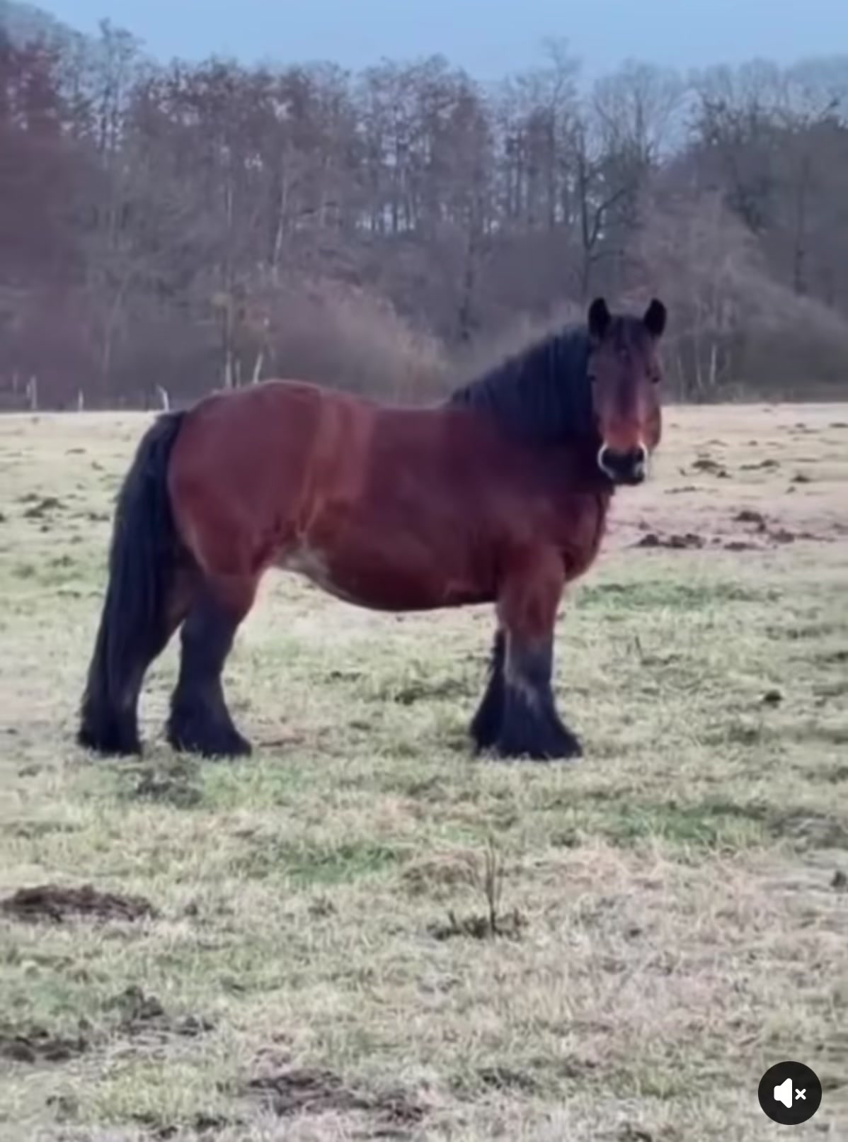 @🐴Horses🐴