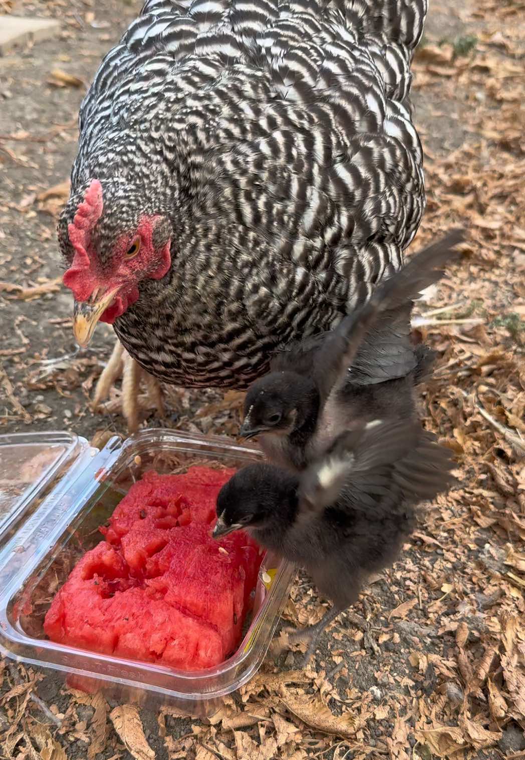 @mylovelychicken