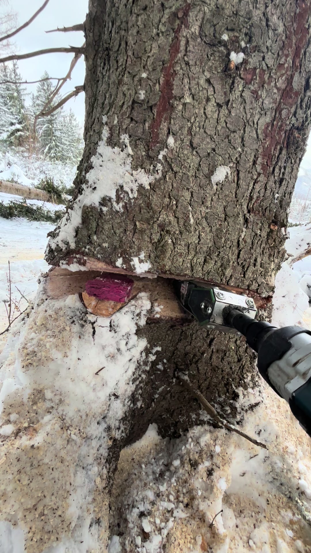 @Agrarius 🌲🇦🇹