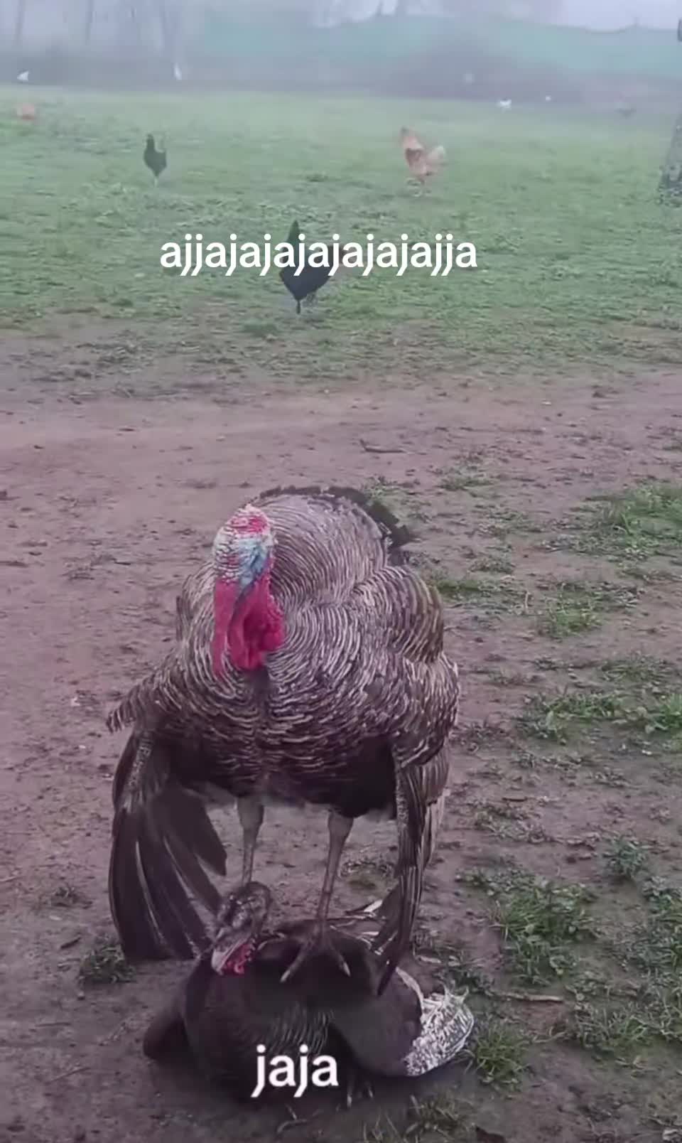 @😎♤elgelipe6♤😎