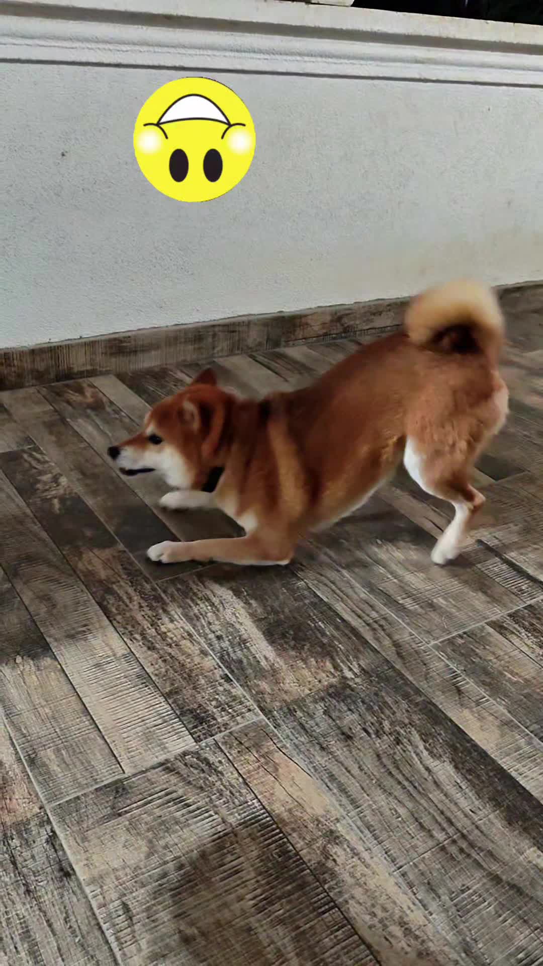 @Spirit of Asia Kennel