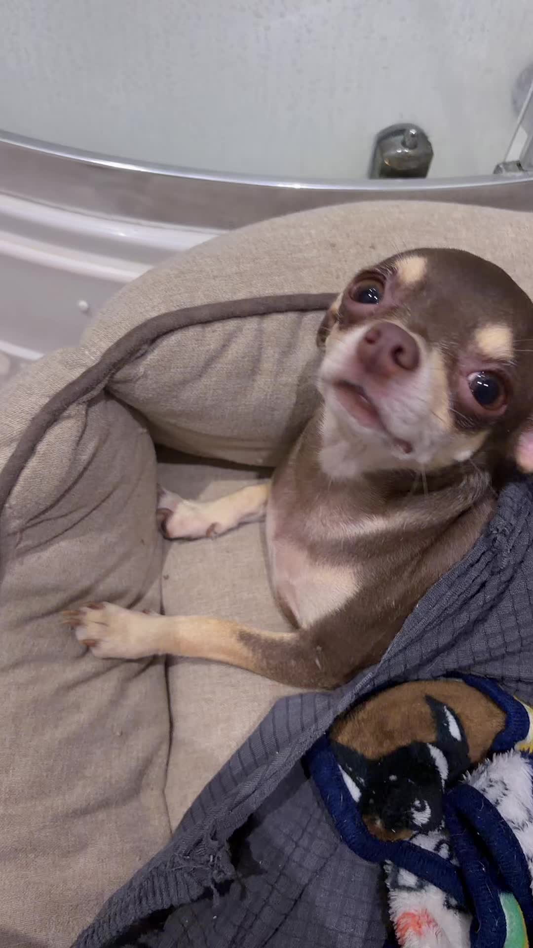 @Suffolk Chihuahuas