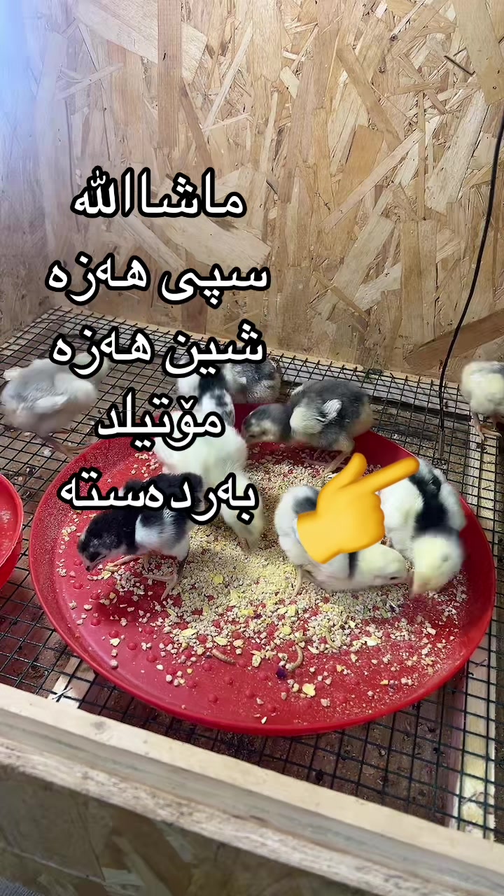 @ئۆشامۆ عبدالله🥇
