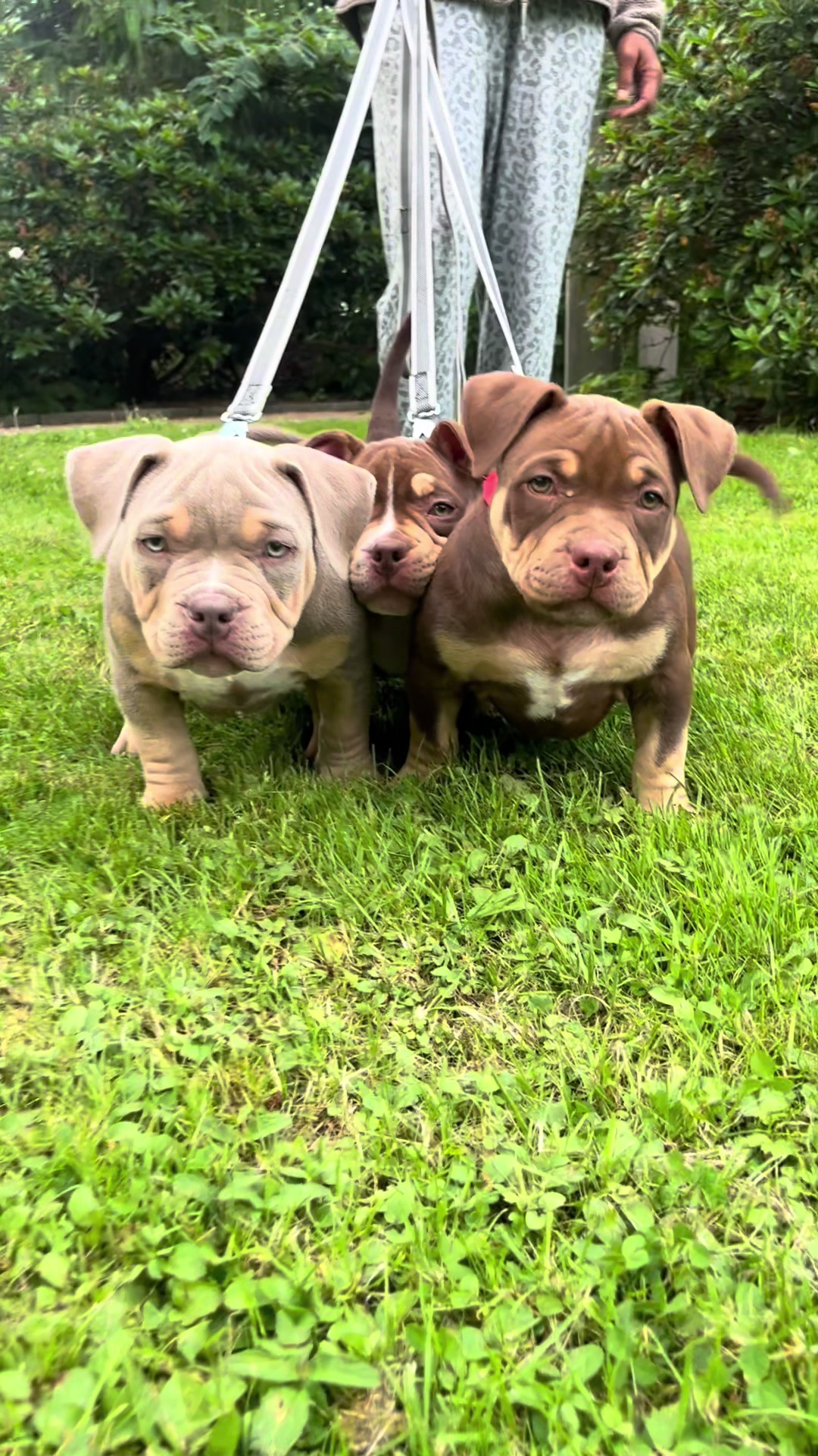@Beautybullskennel🤍