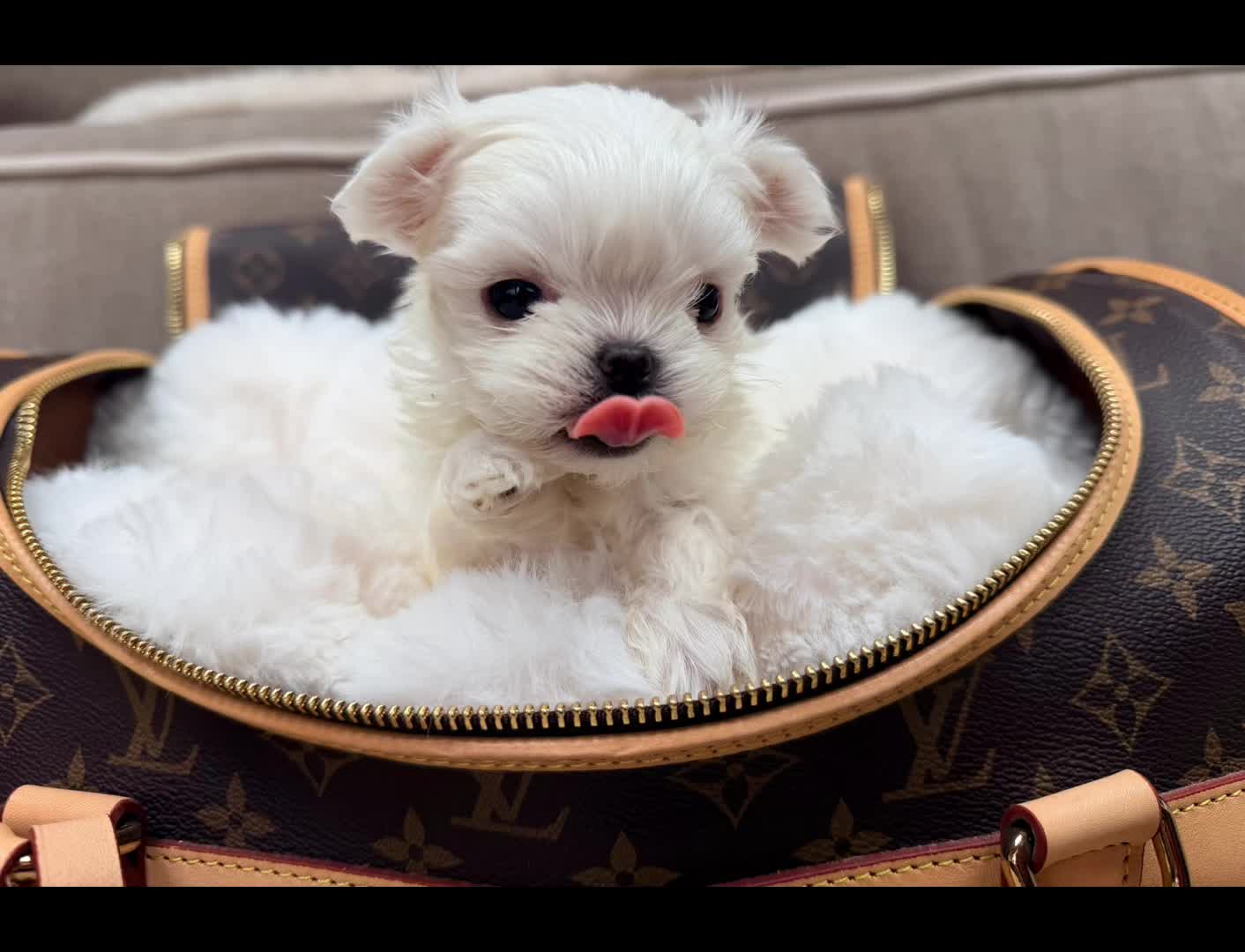 @Bambelina Maltese
