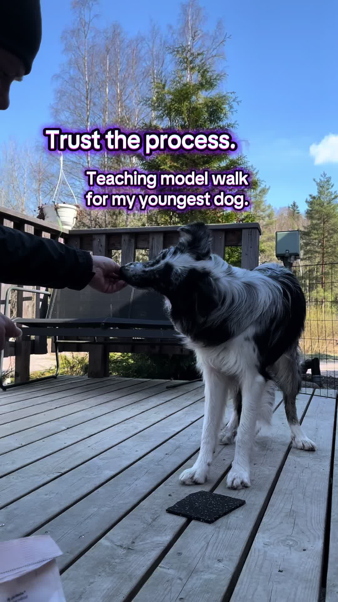 @bordercollieMuse