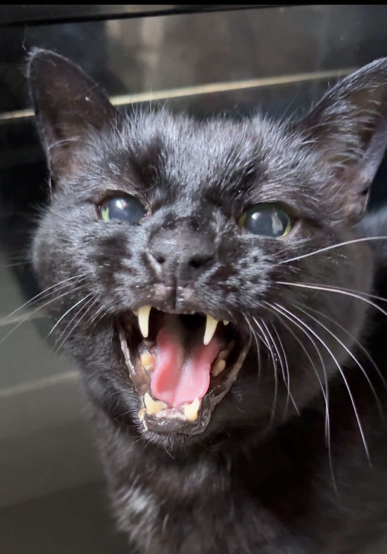 @Teefie_tribe 🐈&zwj;⬛🐈&zwj;⬛🐈🦷🦷