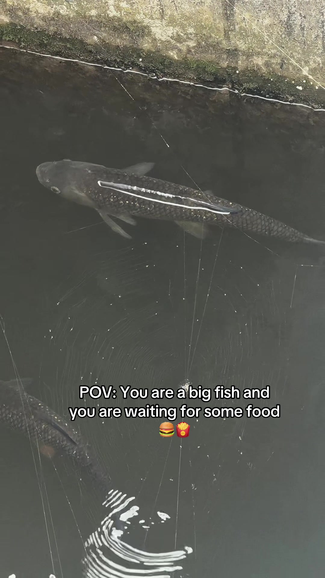@visvrouwxo🐠