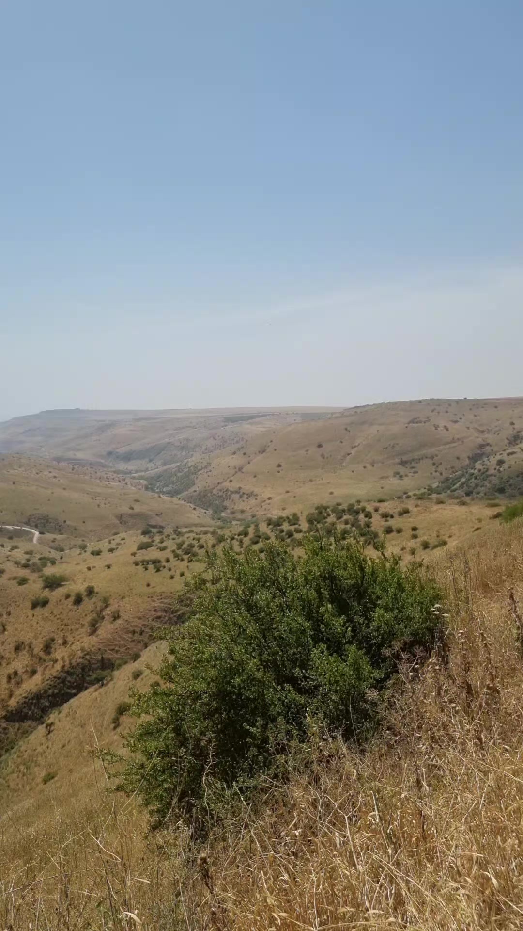 @פורטל הכרמל , emily halabi