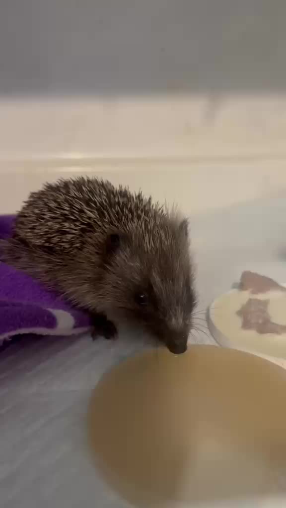 @Ryston Rachel's Hedgehog Hotel