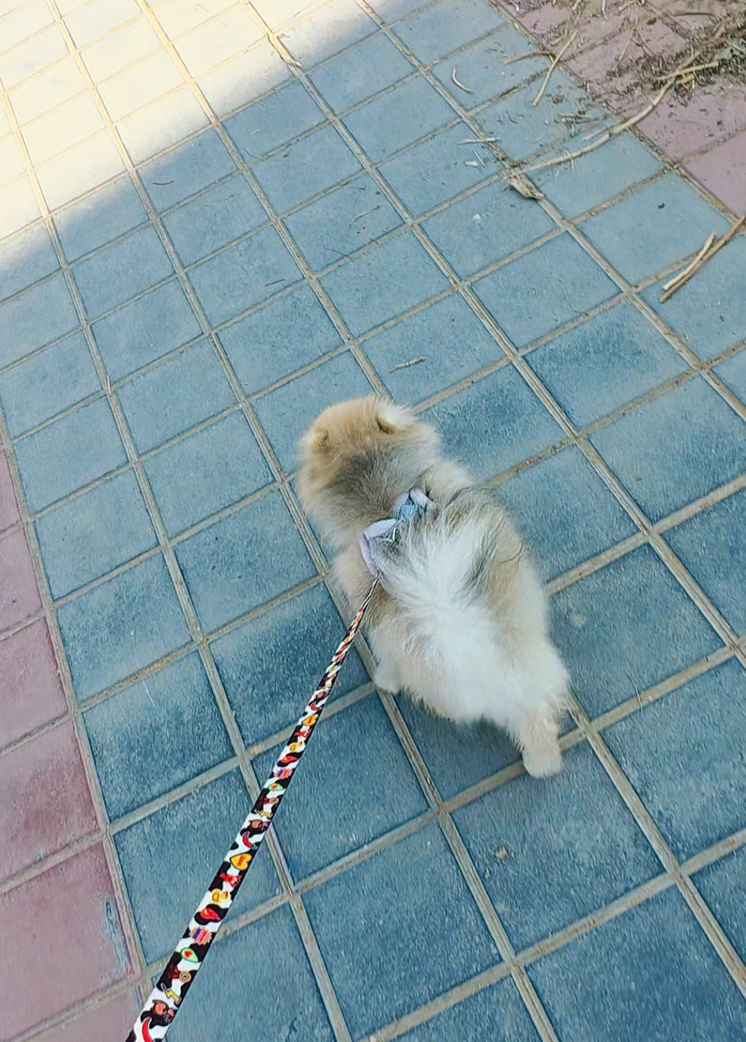 @baloo.the.pom