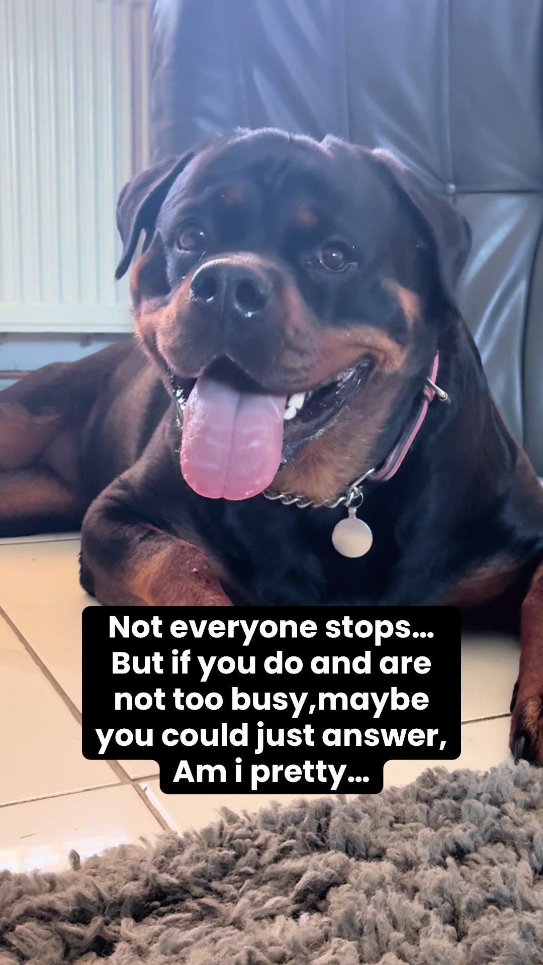 @❤️Rottiexena❤️Rottweiler Dog