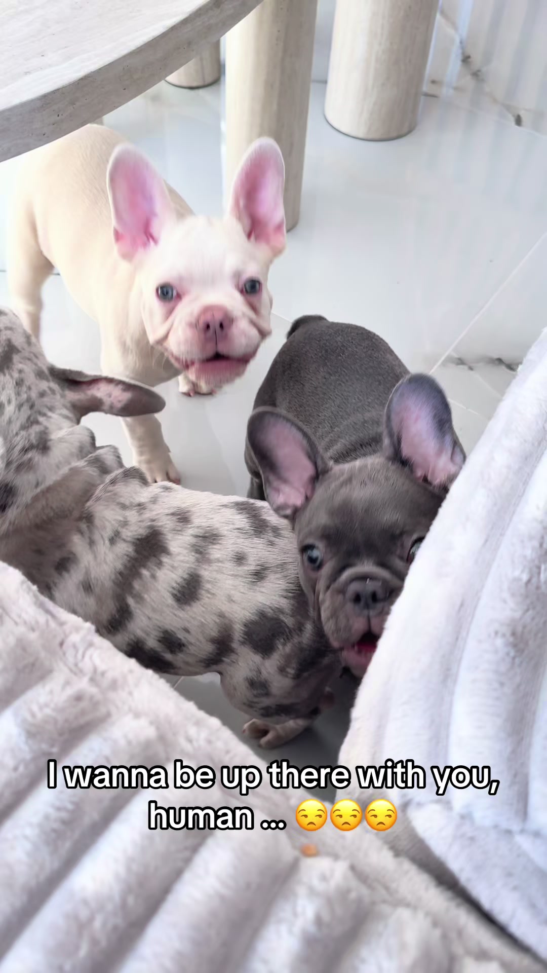 @✨Luxurious Frenchie House✨