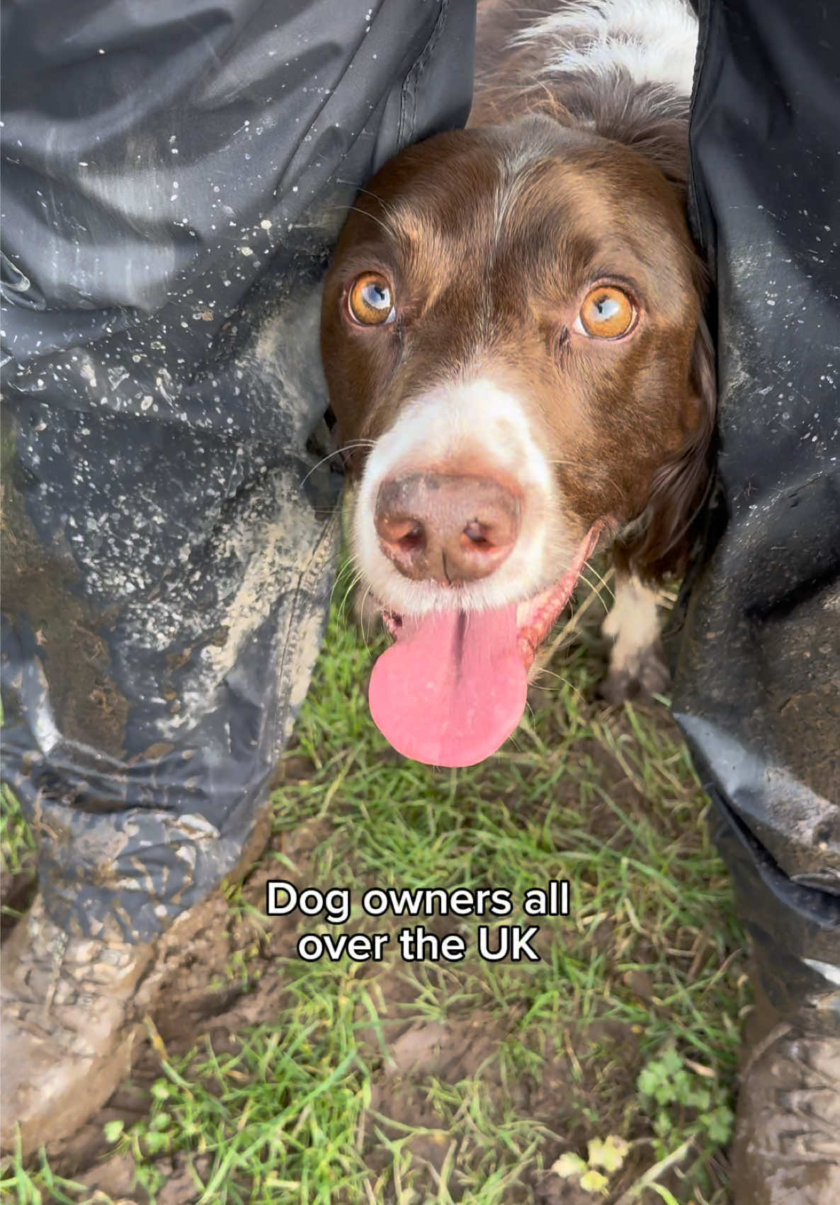 @Jinky Springer Spaniel 🐾 💚