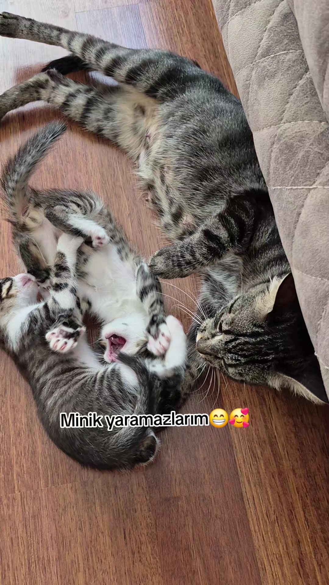 @❤️🐾Patilerin 🐾 dostu 🐾❤️
