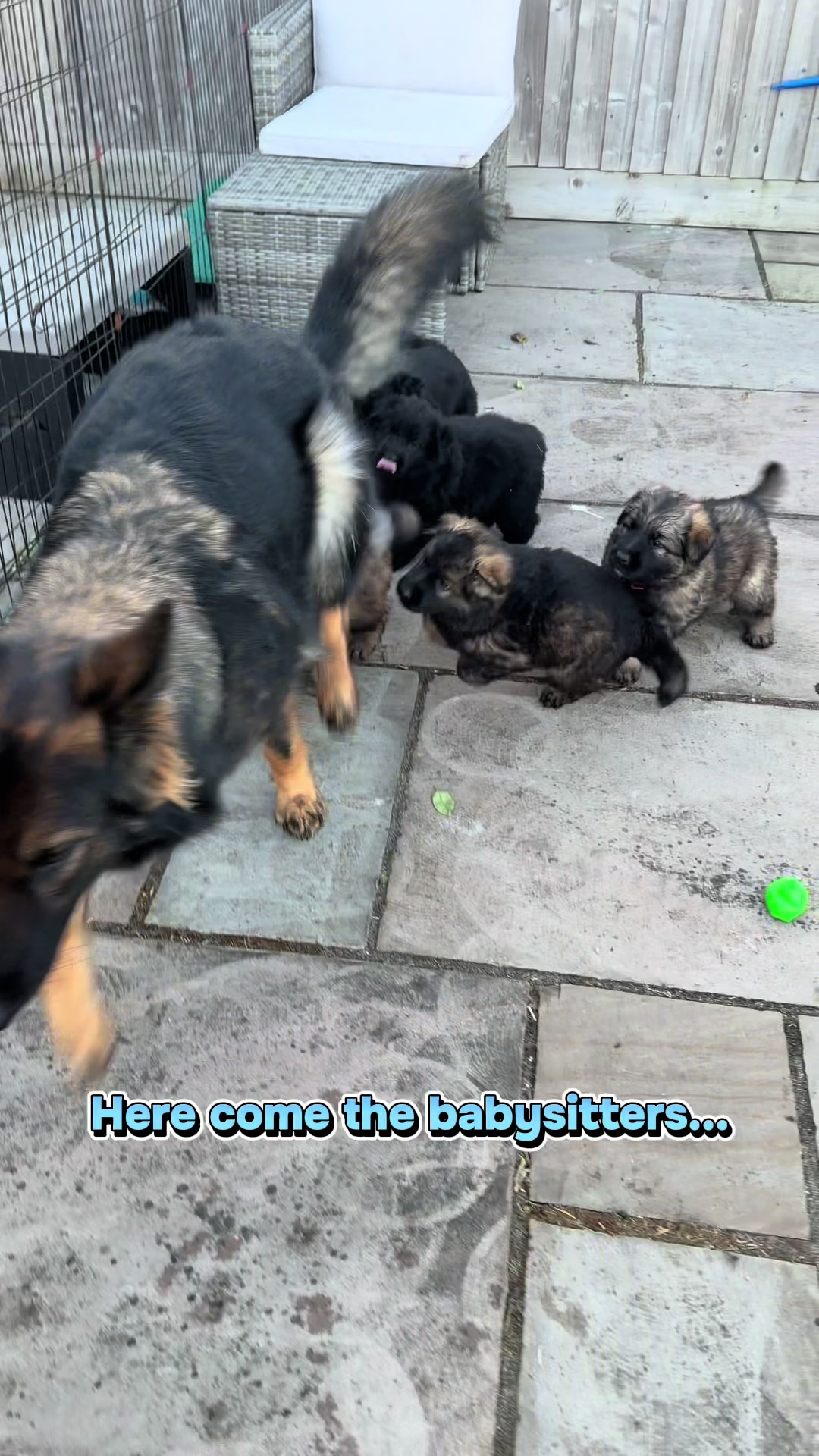 @TheGSDhubwithjennygould