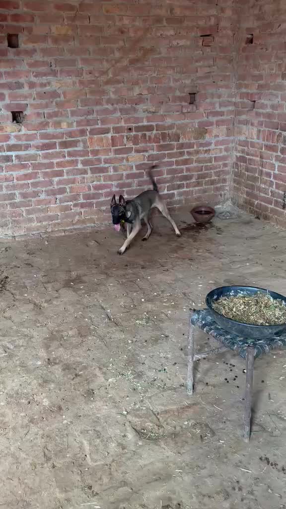 @MalinoisofPakistan