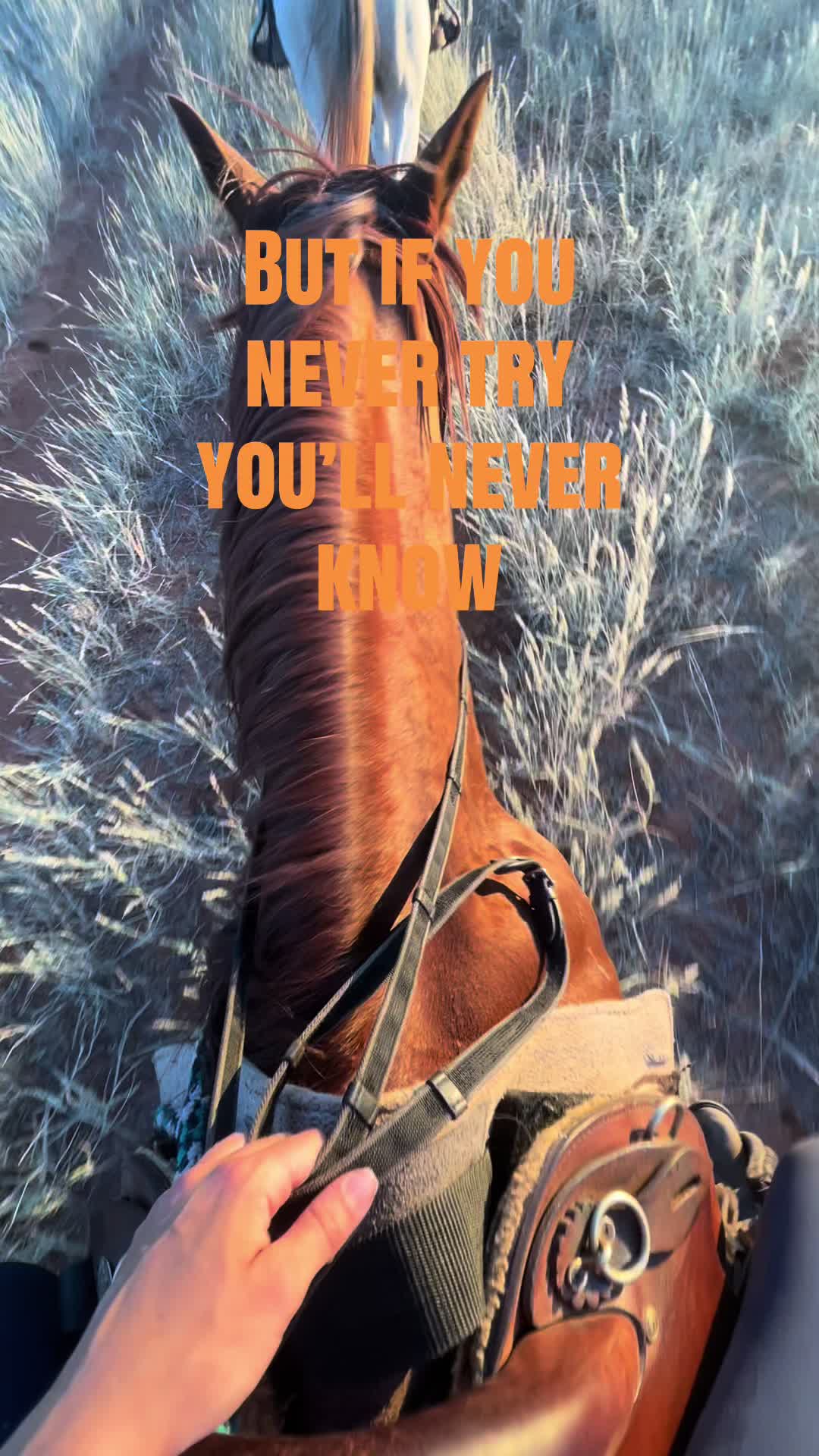 @Hoof & Travel 🐴🌍🐘